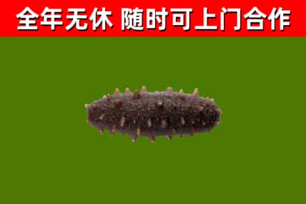 山阳回收海参干